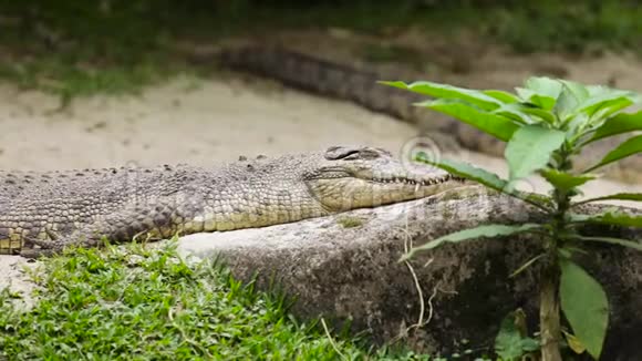 动物园的鳄鱼日光浴视频的预览图