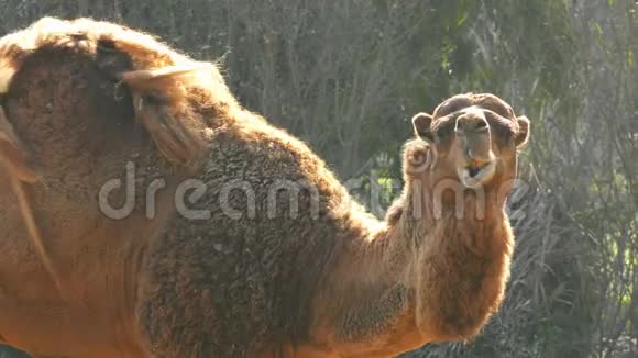 哺乳动物骆驼瘤胃咀嚼视频的预览图