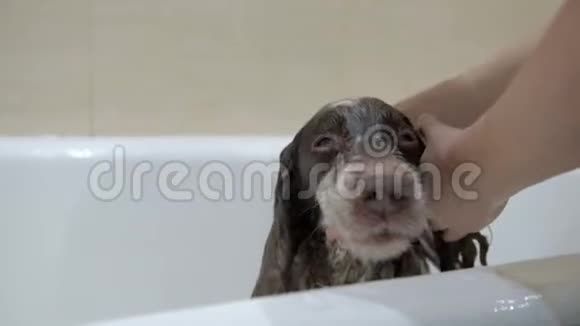 斯帕尼尔散步后在浴室洗澡视频的预览图