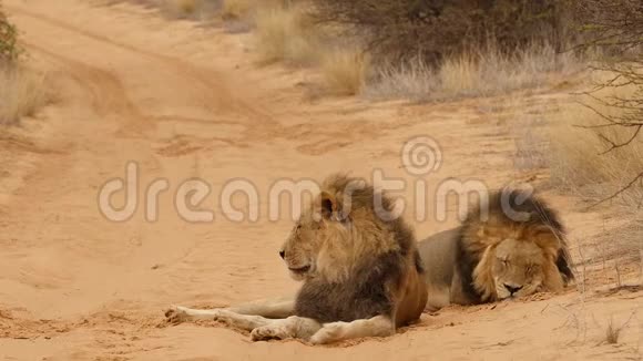 非洲博茨瓦纳卡加拉加迪两只黑鬃雄狮在沙滩上休息视频的预览图