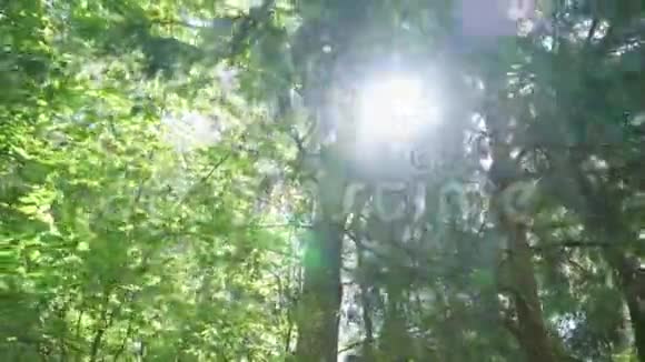 阳光透过茂密森林中的树冠阳光灿烂视频的预览图