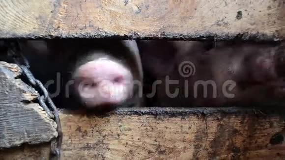 农场里的猪在谷仓里视频的预览图