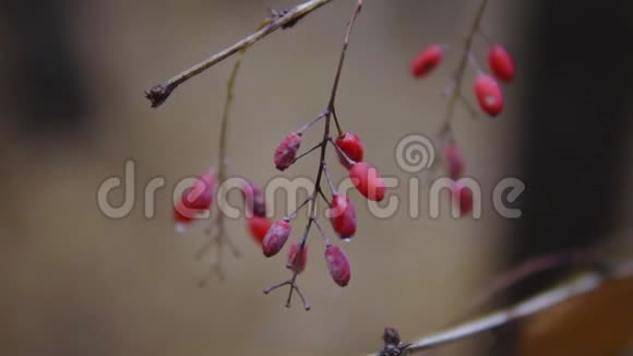 秋林中红莓视频的预览图
