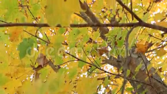 多丽的秋树视频的预览图