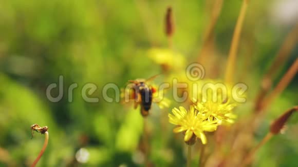 黄蒲公英上的蜜蜂视频的预览图