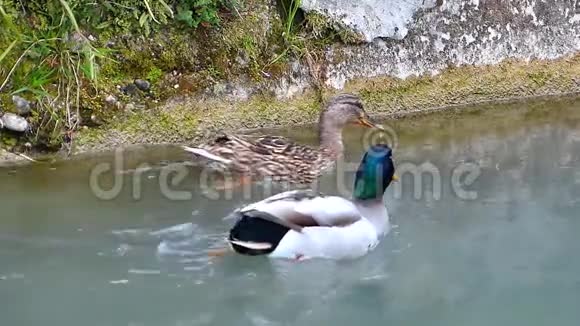 两只野鸭在河里游泳马拉德的女人沉浸在视频的预览图