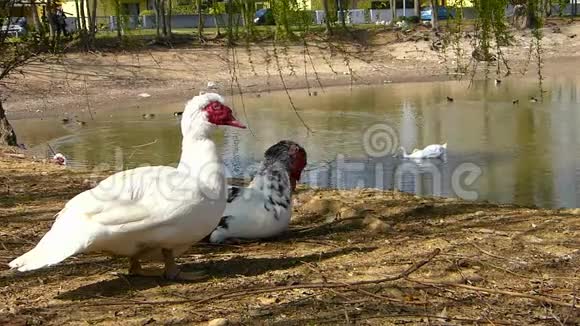 两只马斯科维鸭子在池塘的岸边毛里求斯视频的预览图