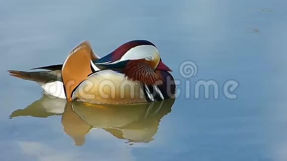 男鸳鸯在池塘水中游泳艾克斯加莱库拉塔视频的预览图