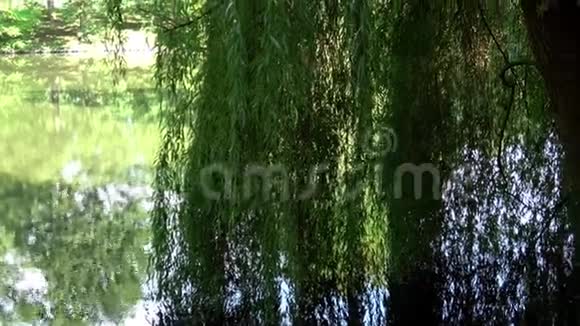 太阳景观夏日的湖面上公园里的湖视频的预览图