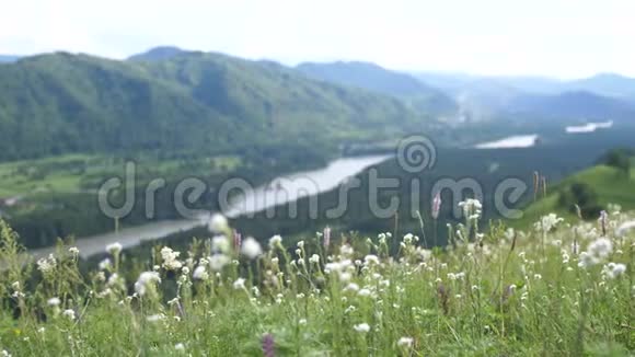 美丽的阳光明媚的夏山景观绿草如茵的草地河流盛开的野花慢动作视频的预览图