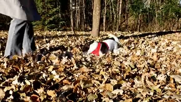 快乐的黑白狗猎犬在秋天的树叶中玩耍视频的预览图