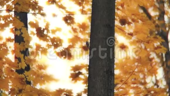 秋天森林里树上的小鸟视频的预览图