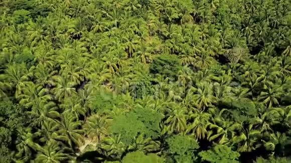 空中俯瞰茂密的热带丛林山脉与云菲律宾视频的预览图