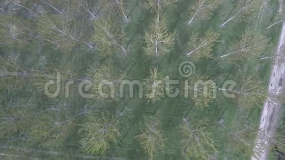 右至左上方拍摄白杨树种植园森林视频的预览图