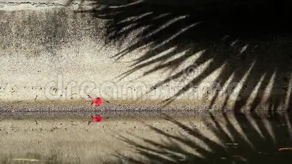 中国扇棕榈树叶在渠壁和水面上的美丽影子视频的预览图