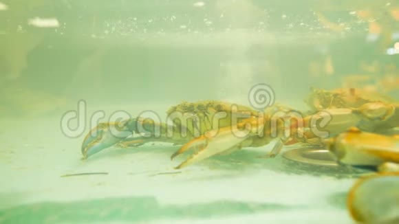 热那亚香料市场玻璃罐中的螃蟹视频的预览图