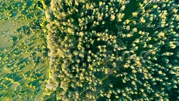 空中无人机飞过北欧森林视频的预览图