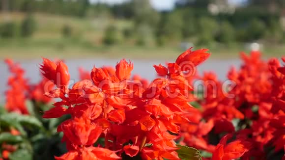 萨尔瓦多的辉煌一片红花的田野红花的花坛红色天鹅绒花植物园林绿化关闭视频的预览图