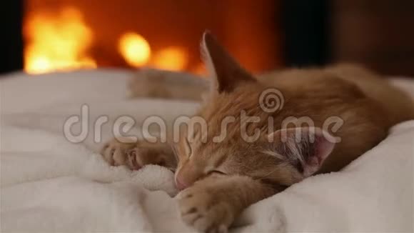 小猫睡在壁炉前的白毯子上视频的预览图