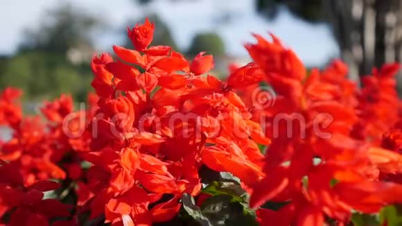 萨尔瓦多的辉煌一片红花的田野红花的花坛红色天鹅绒花植物园林绿化关闭视频的预览图