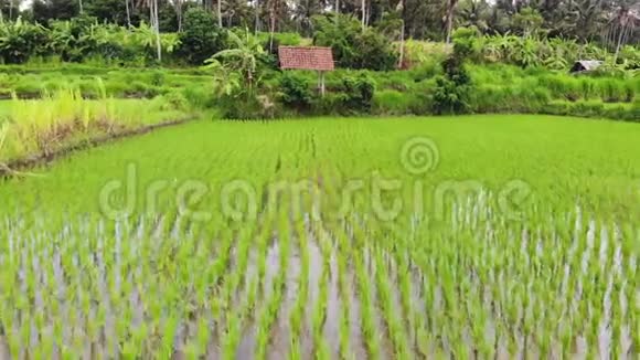 水稻种植农业视频的预览图