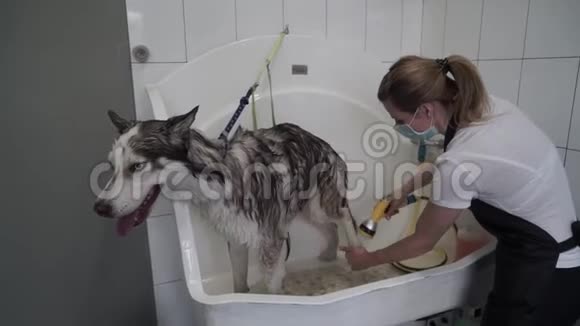 女性美容师在美容犬沙龙里洗哈士奇视频的预览图