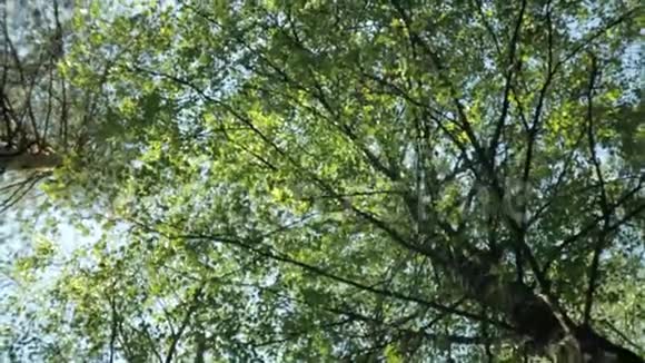 旋转背景蓝天上的树冠视频的预览图
