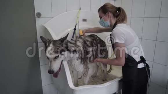 女洗哈士奇在美容狗沙龙视频的预览图