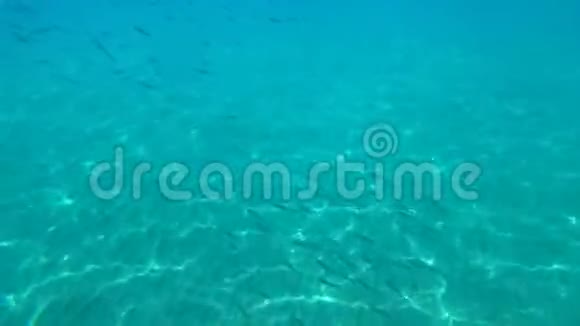 在地中海水下游泳的鱼群视频的预览图