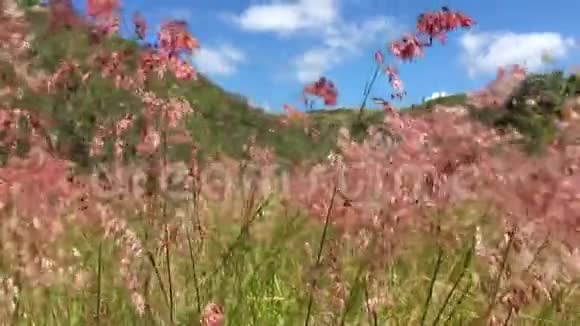 夏威夷考艾岛阳光明媚的日子里怀米亚峡谷视频的预览图