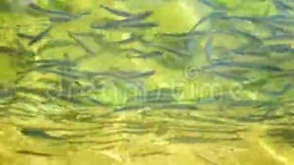 人工种植的鳟鱼的鱼苗在鳟鱼农场的池塘里视频的预览图