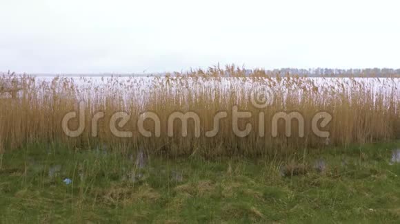 有沼泽芦苇和多云天空的雨水景观秋季背景视频的预览图