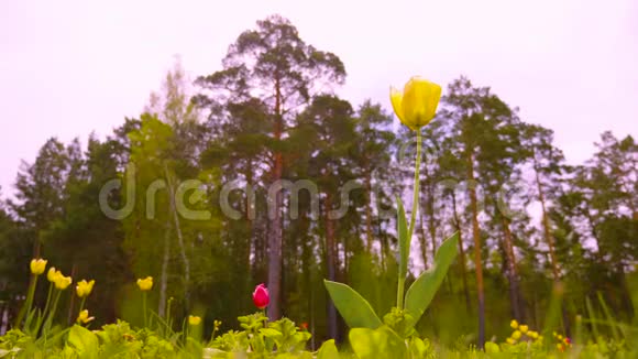 以松林为背景的春季郁金香花特写视频的预览图