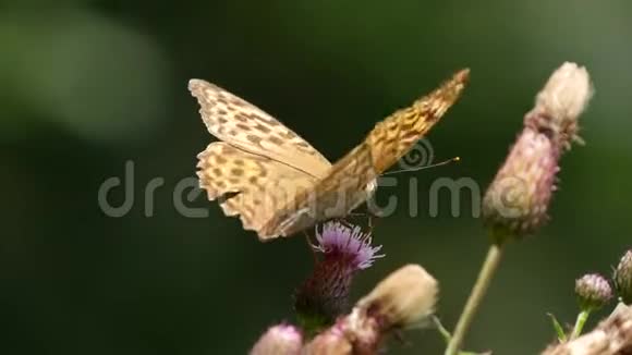 从一朵蓟花收集昆虫的美丽蝴蝶视频的预览图