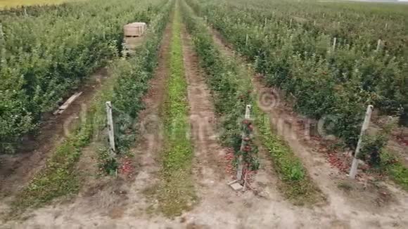 鸟瞰苹果园视频的预览图