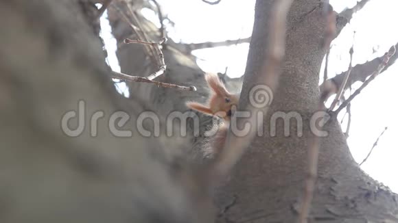 从树枝上窥视的欧亚红松鼠视频的预览图