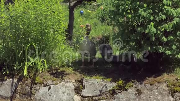 在阳光明媚的夏日里鸭群在花园的绿色灌木丛中休息视频的预览图