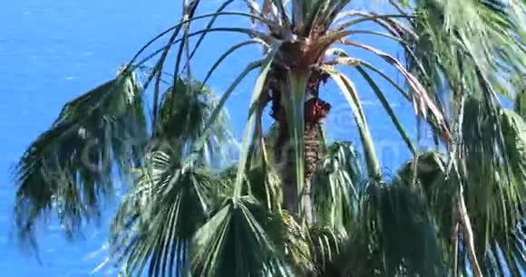 一棵棕榈树在风中摇曳视频的预览图