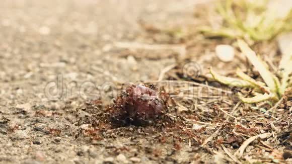 蚂蚁在地上吃李子视频的预览图