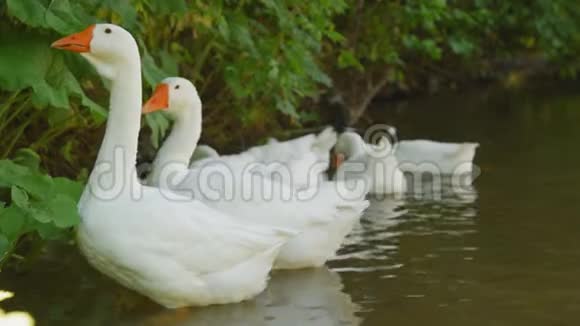 鹅在河里游泳在海岸边捏草村中池塘中的家禽视频的预览图