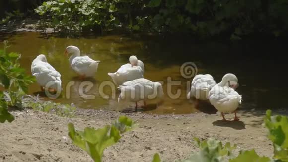 鹅在河里游泳在海岸边捏草村中池塘中的家禽视频的预览图