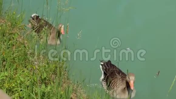 两只野灰鸭在小河碧绿的水面上游泳视频的预览图