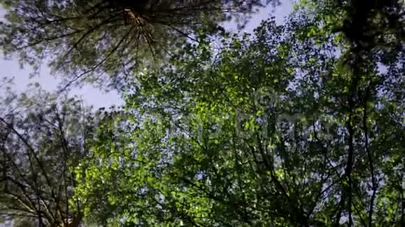 旋转背景蓝天上的树冠视频的预览图