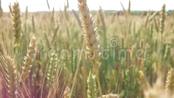 美丽的小麦小穗特写镜头视频的预览图