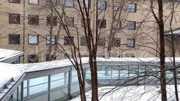 圣诞树室内装饰和雪外在大学庭院与分枝树视频的预览图