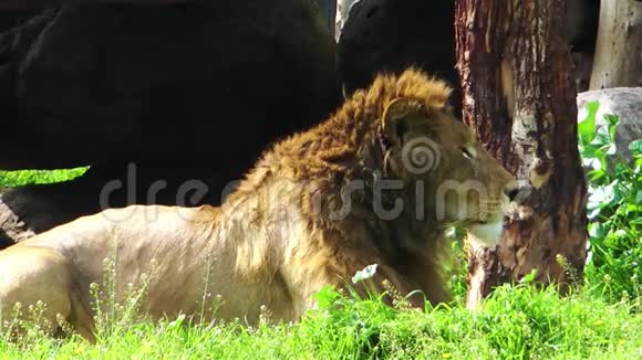 动物园绿色自然中的狮子视频的预览图