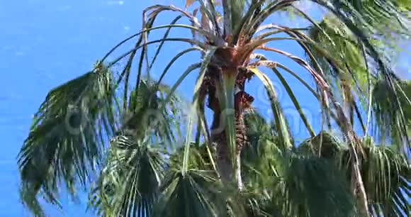 华盛顿罗布斯塔棕榈树迎风飘扬视频的预览图