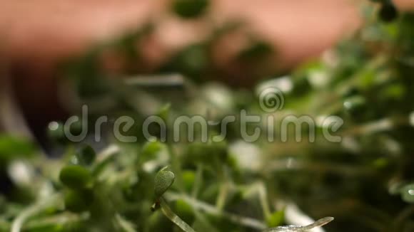 厨房里一堆新鲜的绿色草本植物落在表面库存录像做菜用的绿菜视频的预览图
