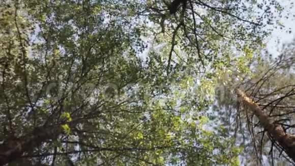 旋转背景蓝天中的树木视频的预览图