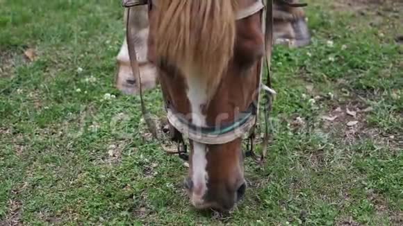 马在农村的草地上吃草在绿野上放牧的马视频的预览图